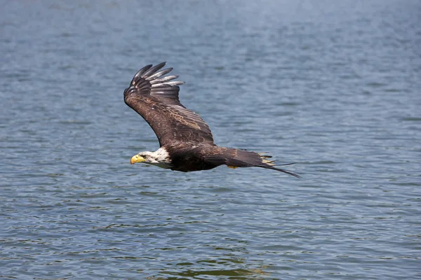 Pygargue A Tete Blanche haliaeetus leucocephalus — Stock Fotó