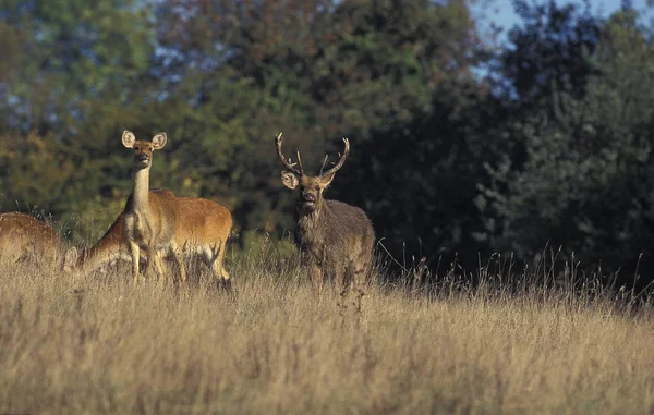 Cerf Barasingha cervus duvauceli — 스톡 사진