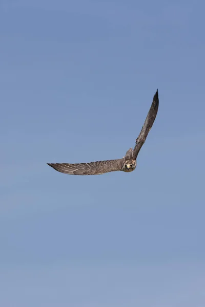 Faucon Sacre falco cherrug — Foto de Stock