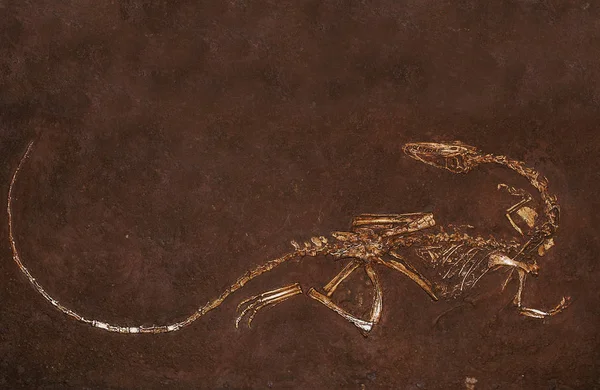 Dinosauruscoelophysis bauri — Stockfoto