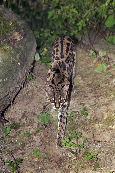 MARGAY leopardo wiedi —  Fotos de Stock