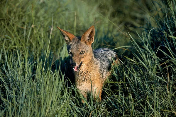 Chacal ein chabraque canis mesomelas — Stockfoto