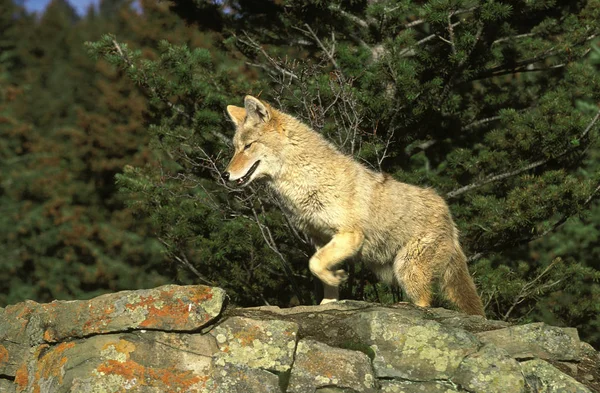 Coyote canis latrans — Stockfoto