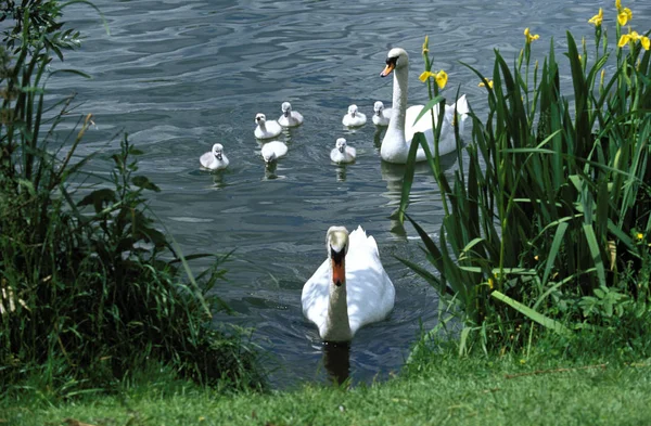 CyGNE TUBERCULE cygnus olor — Foto Stock