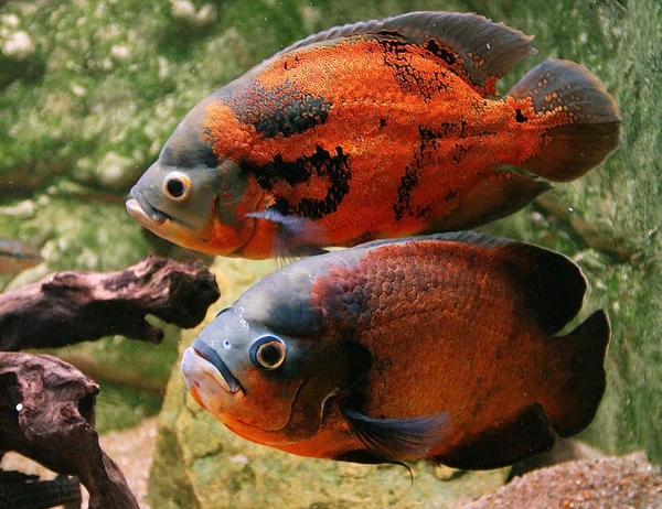 Oscar astronotus ocellatus — Stockfoto