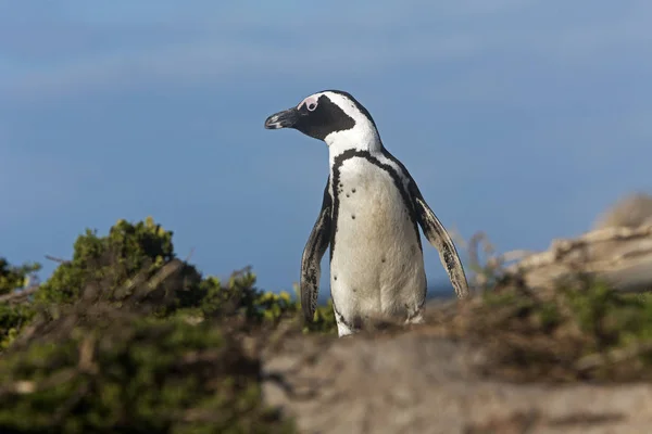 Manchot Du Cap spheniscus demersus — Fotografia de Stock