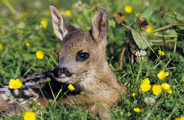 CHEVREUIL capreolus capreolus — Stock Photo, Image