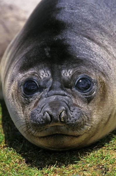 Elefant De Mer Du Sud mirounga leonina — Stockfoto