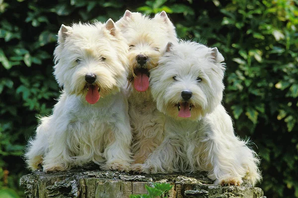 West Highland vit terrier — Stockfoto