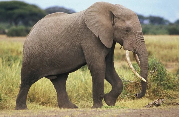 Słoń D 'Afrique loxodonta africana — Zdjęcie stockowe