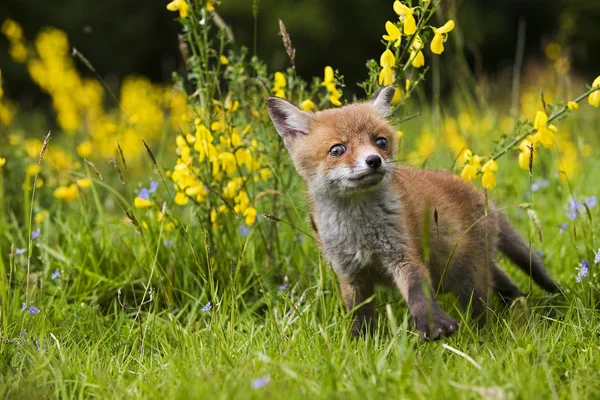 Renard Roux vulpes vulpes — Stockfoto