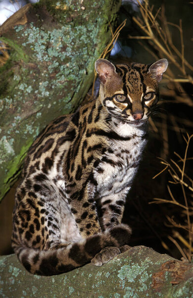MARGAY leopardus wiedi