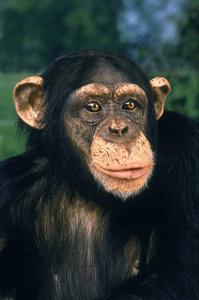 Chimpaniseer pan troglodieten — Stockfoto