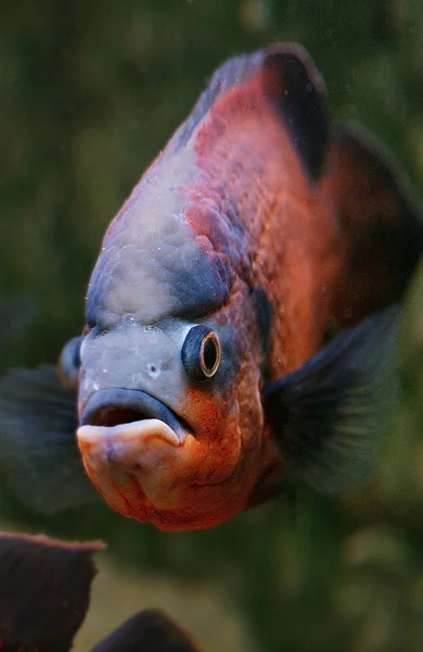 Oscarastronotus ocellatus — Stockfoto