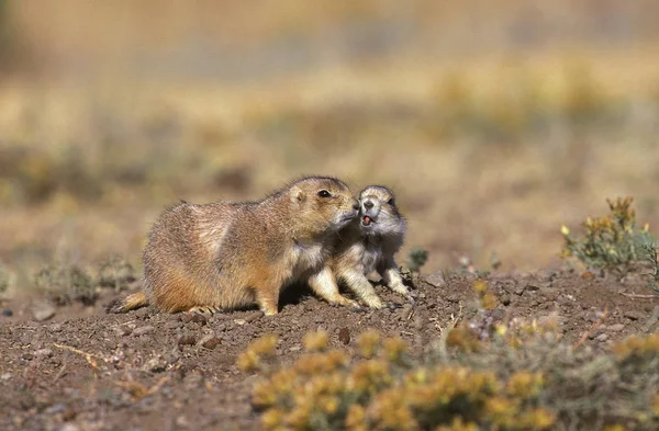 Chien De Prairie cynomys ludovicianus — Fotografia de Stock