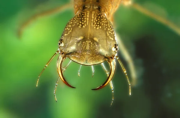 Dytique Borde dytiscus marginalis — Stockfoto