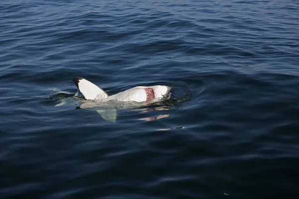 Grand Requin Blanc carcharodon carcharias — Fotografia de Stock