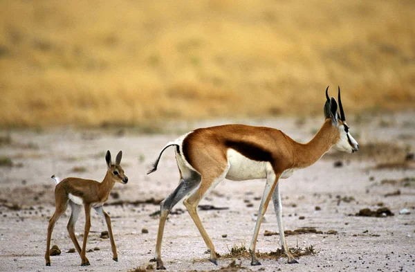 Springbok Antidorcas marsupialis — Fotografia de Stock