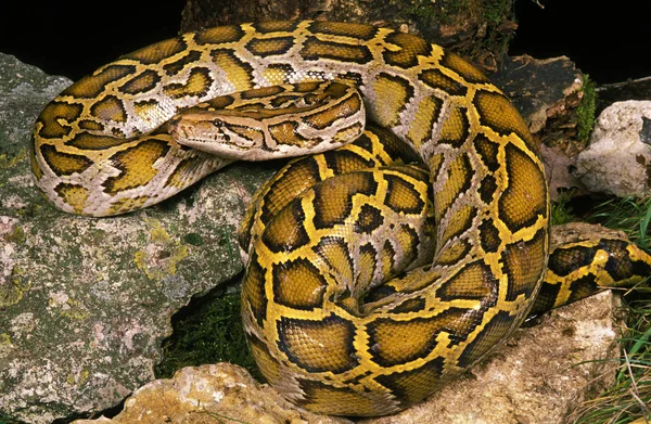Python Molure python molurus — Fotografia de Stock