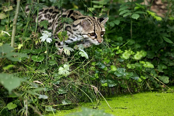 Margay leopardus wiedi — Fotografia de Stock