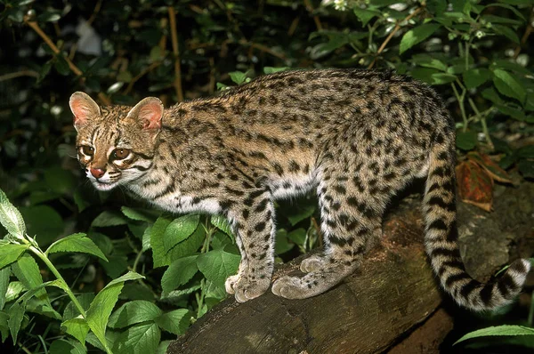 NÍVEL leopardo tigrinus — Fotografia de Stock