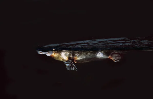 Ornithorynque ornithorhynchus anatinus — ストック写真