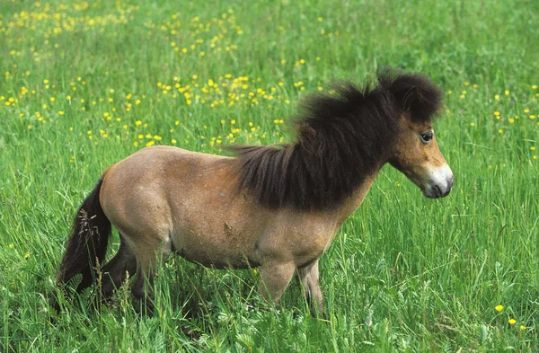 AMÉRICA DE MINIATURA CHEVAL — Foto de Stock