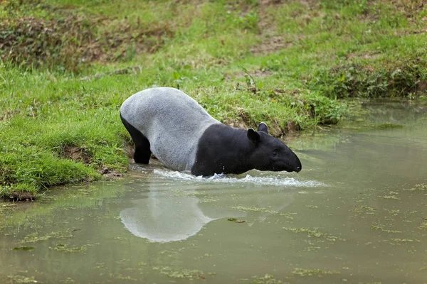 Tapir De Malaisie tapirus indicus — Stock fotografie