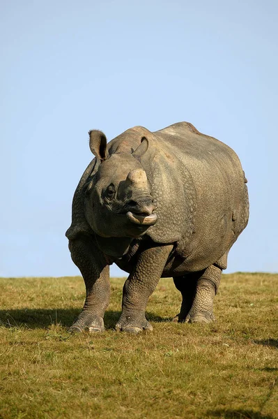 Nosorożec indyjski nosorożec jednorożec — Zdjęcie stockowe