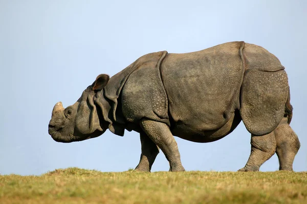 Rinocérosz Indien rinocérosz unikornis — Stock Fotó