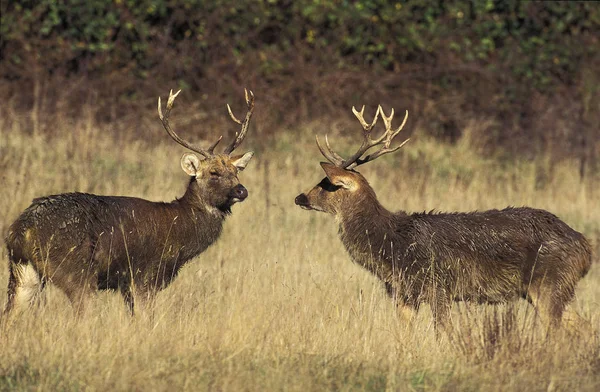 Cerf Barasingha cervus duvauceli — Stockfoto