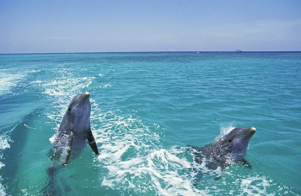 Grand Dauphin tursiops truncatus —  Fotos de Stock