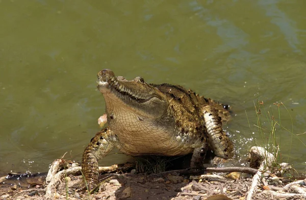Crocodilo De Johnston crocodylus johnstoni — Fotografia de Stock