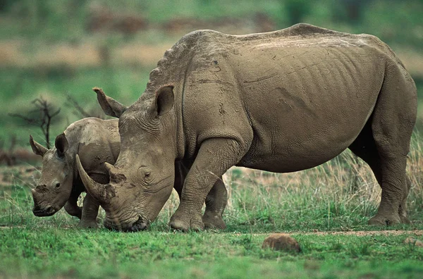 Rhinoceros Blanc ceratotherium simum — Fotografia de Stock