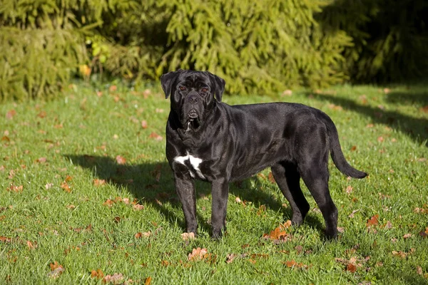 Cane corso — Stockfoto