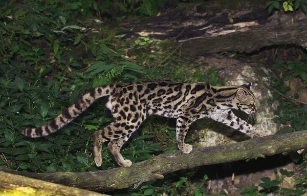 Margay leopardus wiedi — Fotografia de Stock