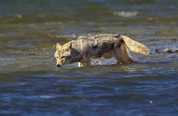 COYOTE canis latrans — Stock Photo, Image