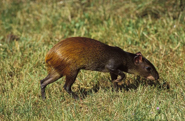 AGOUTI dasyprocta agouti — Stock Photo, Image