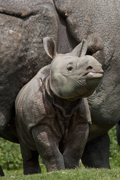 Nosorožec Indián nosorožec jednorožec — Stock fotografie