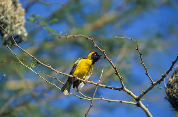 Tisserin Gendarme ploceus cucullatus — Stock Fotó