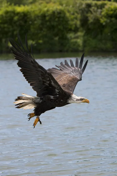 Pygargue A Tete Blanche haliaetus leucocephalus — Zdjęcie stockowe