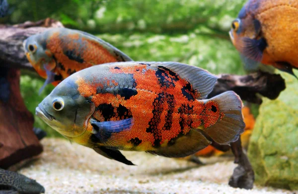 Oscar astronotus ocellatus — Stockfoto