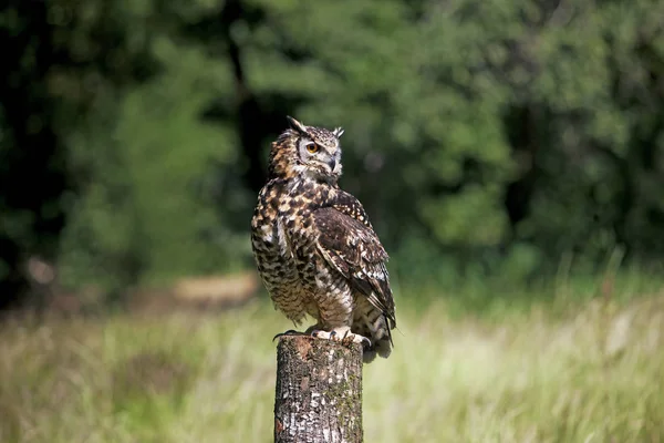 Hibou Grand-Duc du Cap bubo capensis — Photo