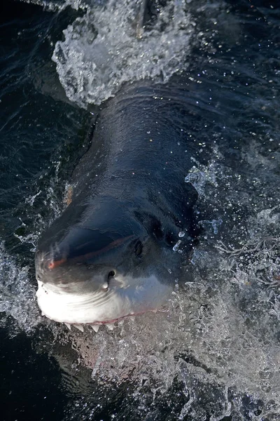 Nagy kérés Blanc carcharodon carcharias — Stock Fotó