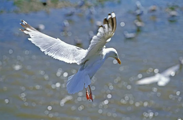 Goeland Argente larus argentatus — Stock fotografie