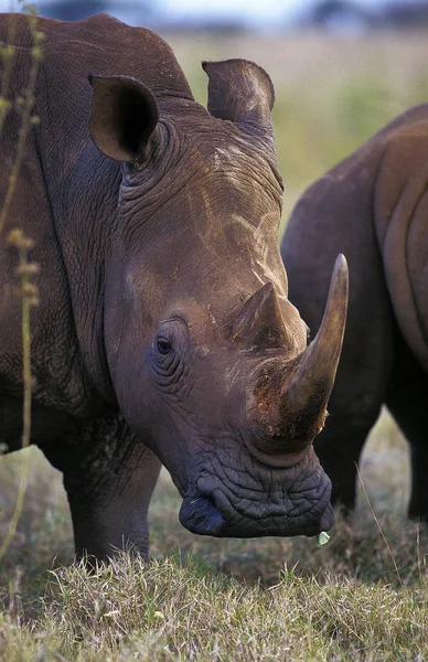 Rhinoceros Blanc ceratotherium simum — Zdjęcie stockowe