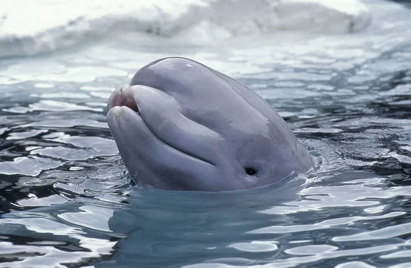 Beluga Delphinapterus leucas — Foto Stock
