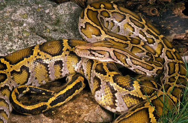 Πύθωνα Molure python molurus — Φωτογραφία Αρχείου
