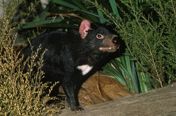 Diable De Tasmanie sarcofilie harrisi — Stockfoto