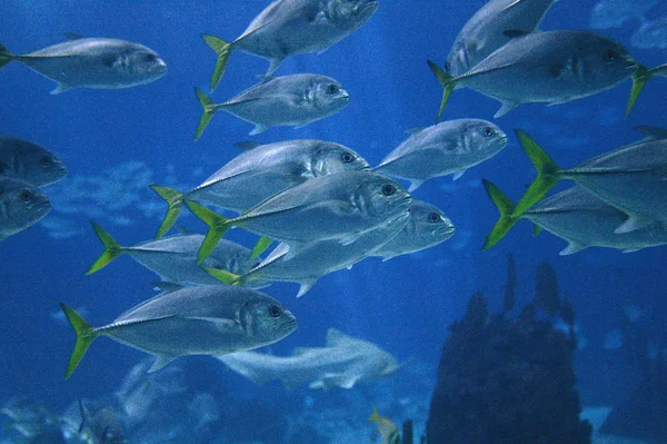 AQUÁRIO D 'EAU DE MER DE LISBONNE — Fotografia de Stock